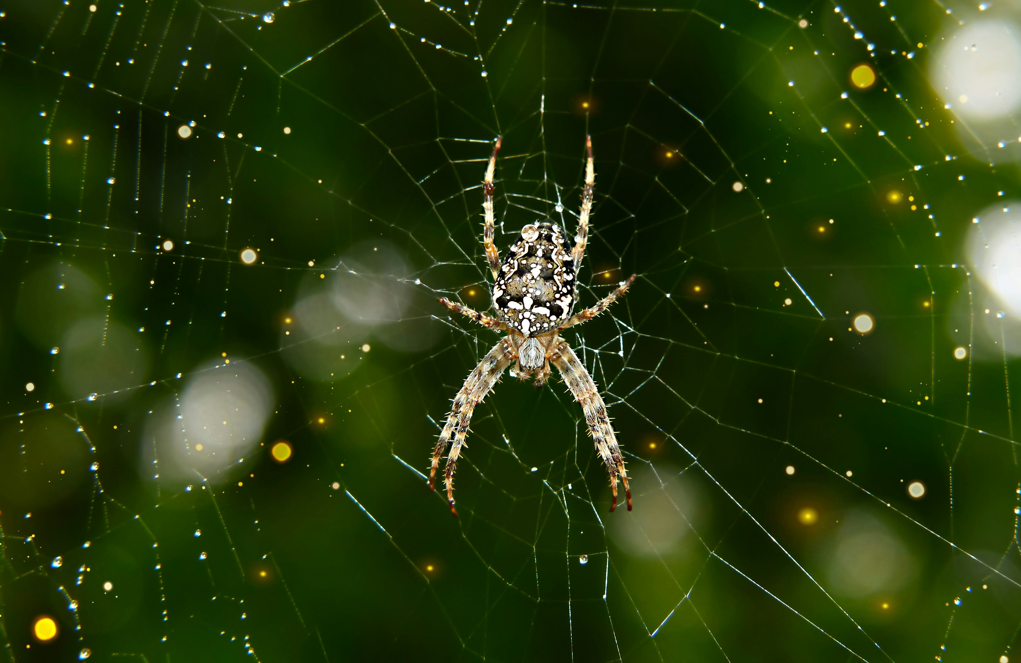 a close up of a spider on a web