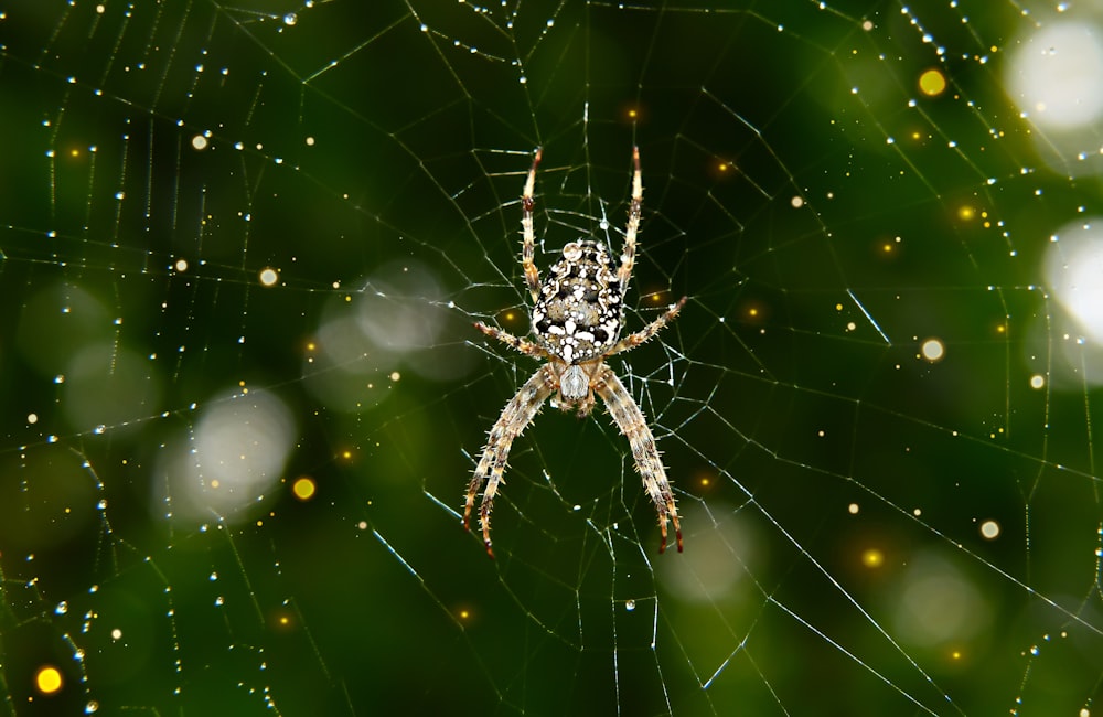 a close up of a spider on a web