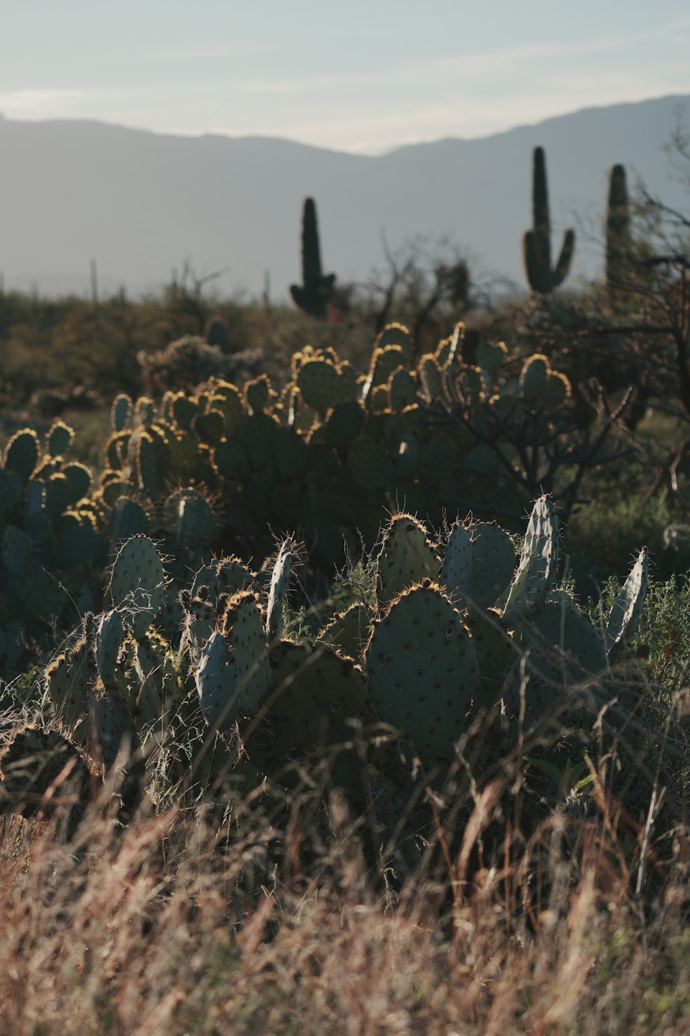 a large group of cactus plants in a field