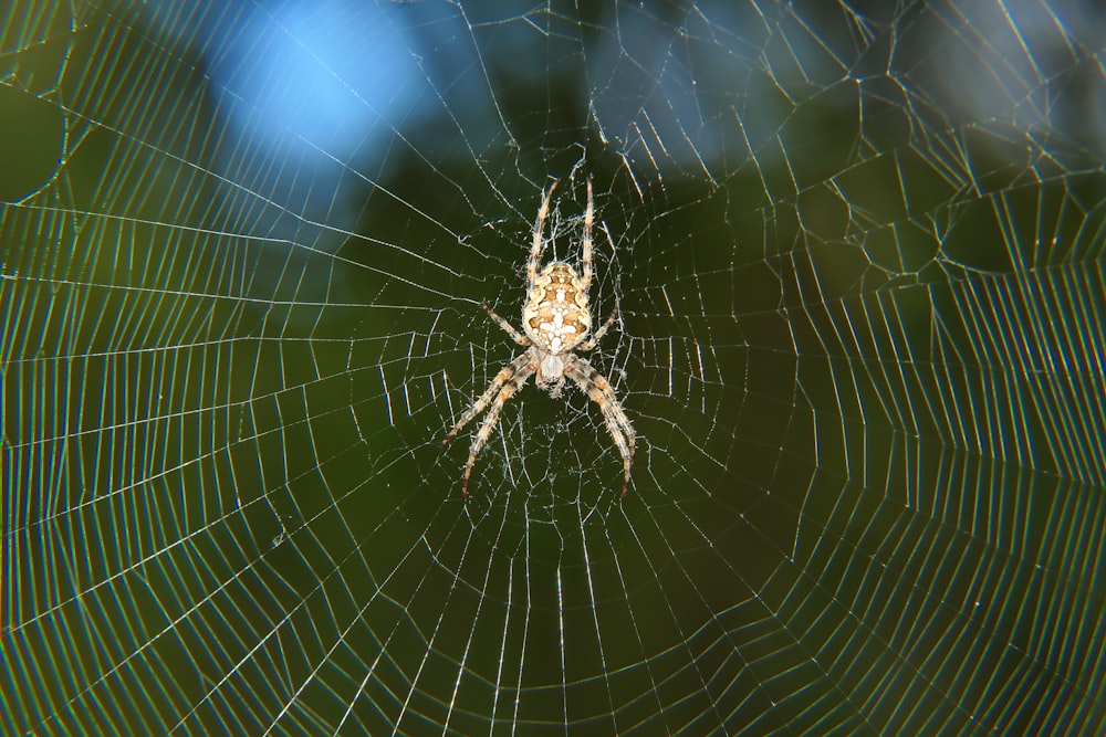 gros plan d’une araignée dans sa toile