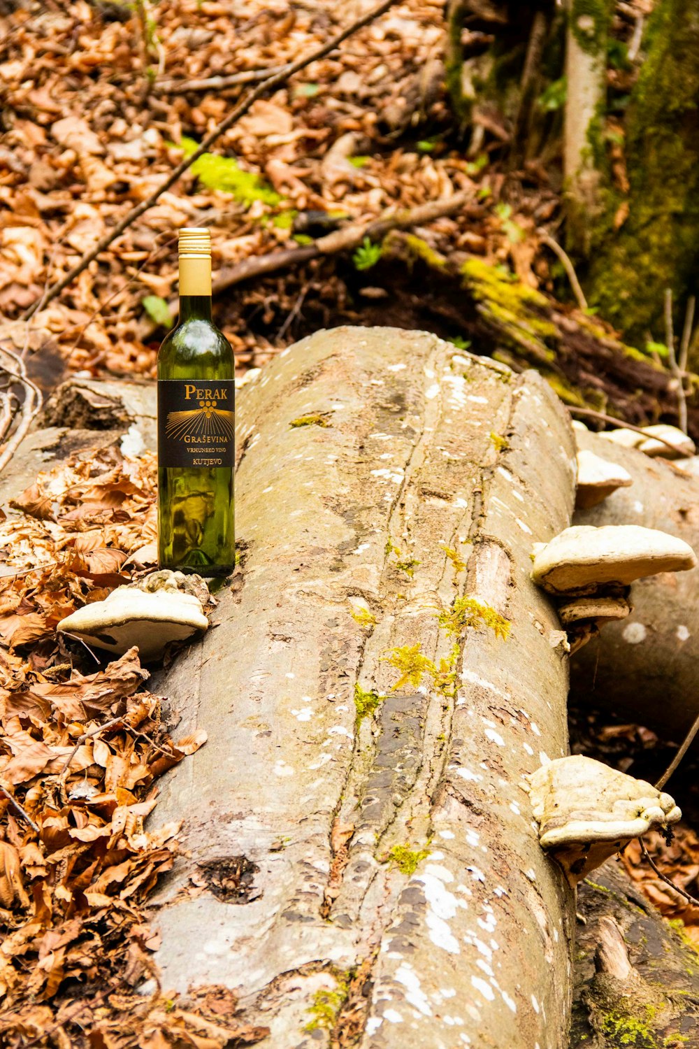 a bottle of wine sitting on top of a fallen tree
