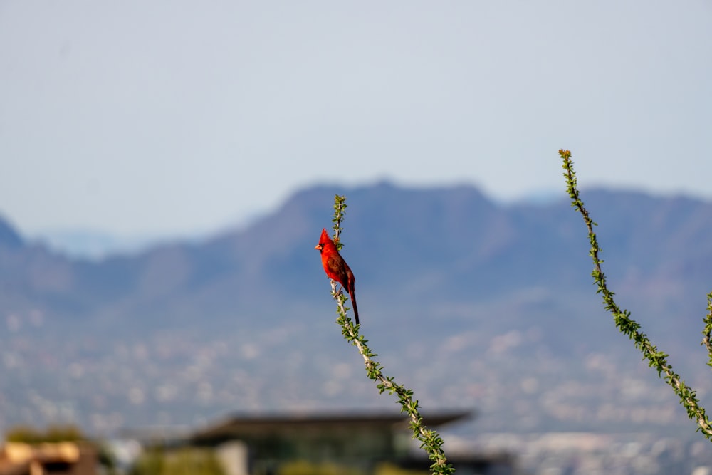 a red bird sitting on top of a green plant