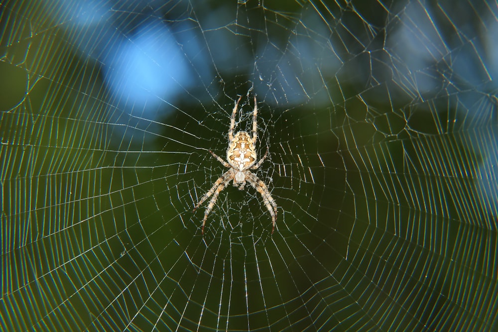 um close up de uma aranha em sua teia