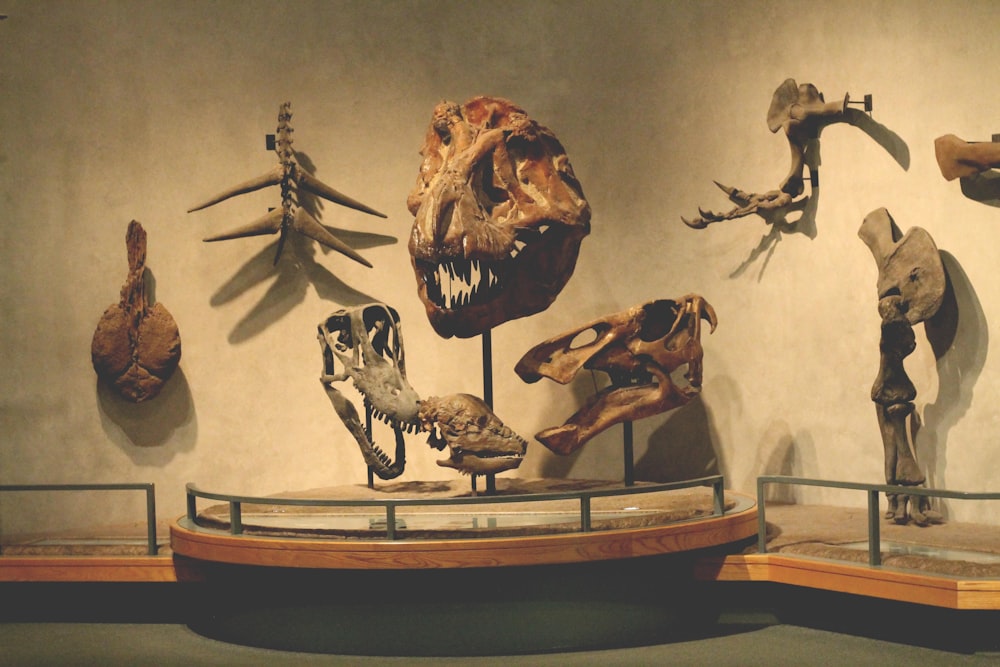 a museum display of various types of dinosaurs