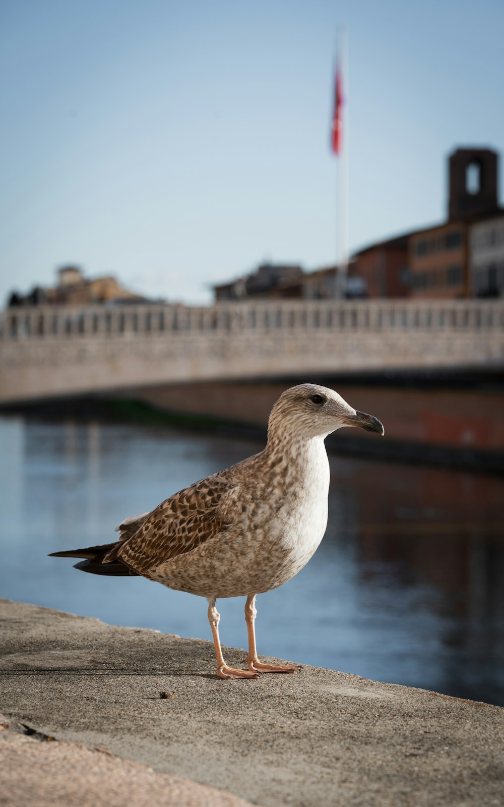 a seagull standing on the edge of a concrete wall