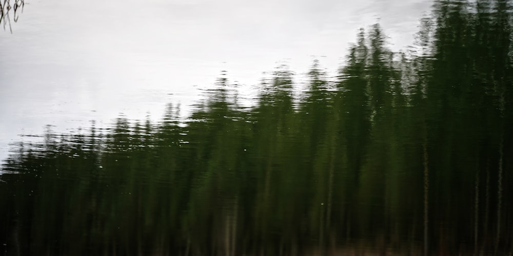 a group of trees reflected in a body of water