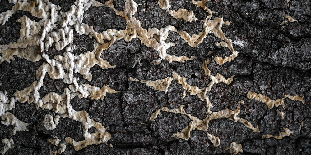 a close up of a tree trunk with a pattern on it