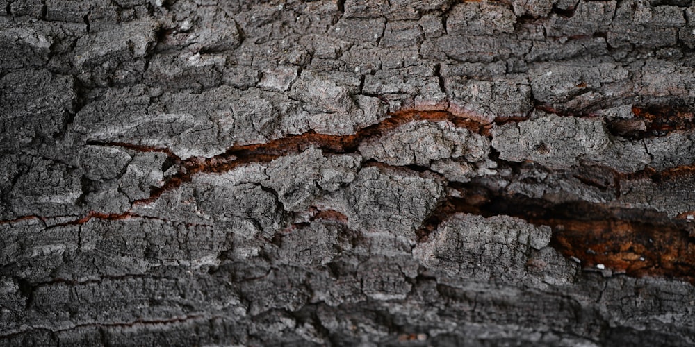 a close up of a tree bark texture