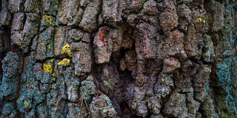 a close up of the bark of a tree