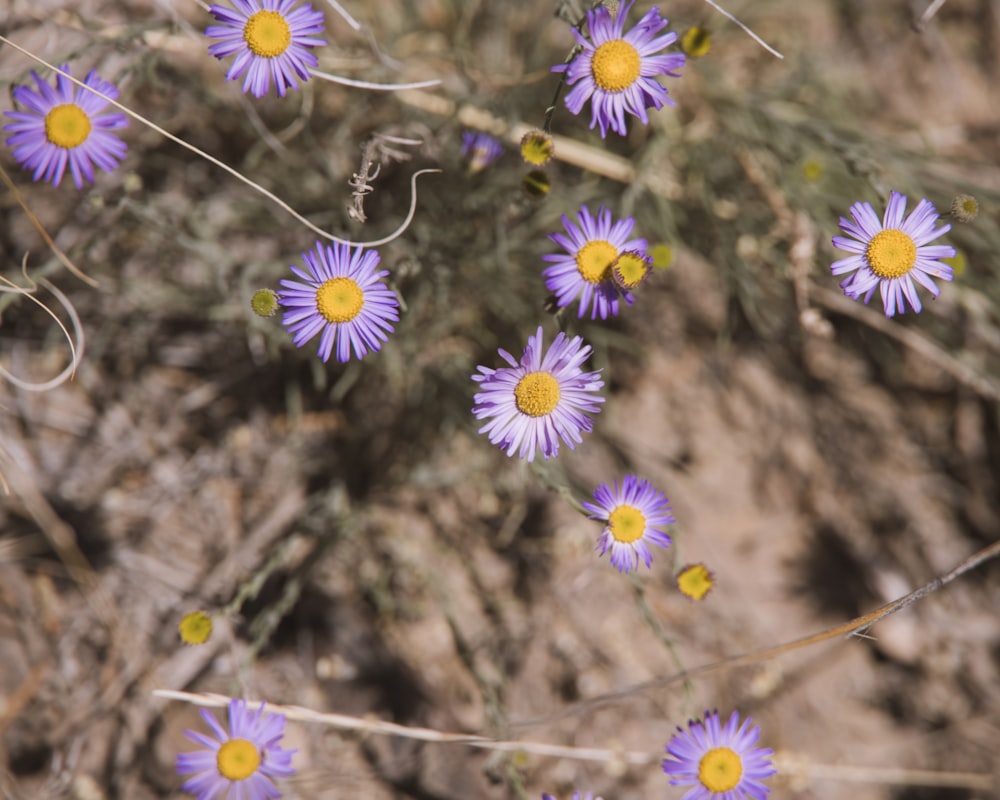 a bunch of purple flowers growing out of the ground