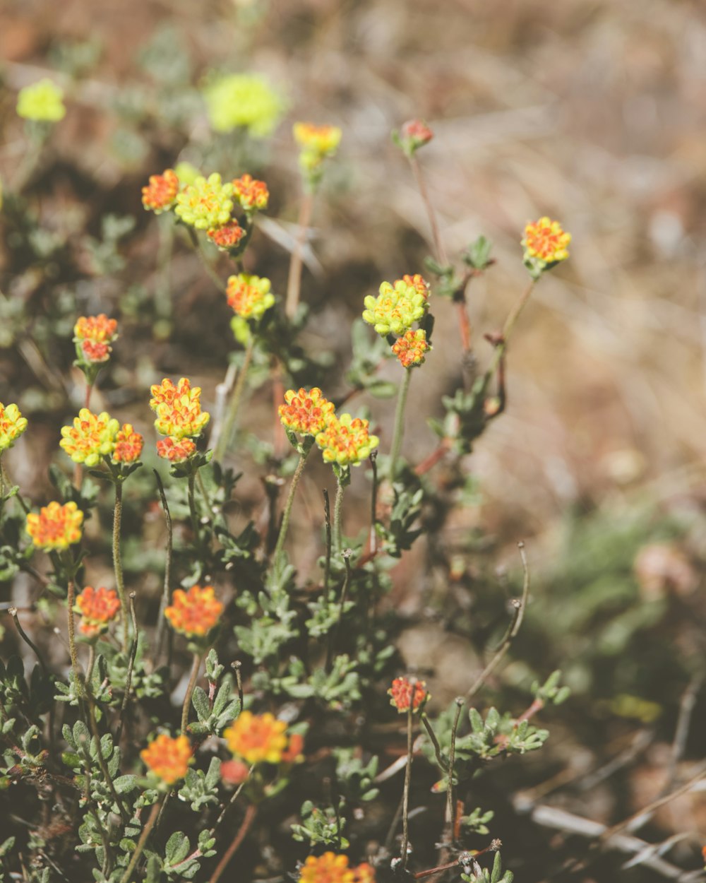 a bunch of small yellow and orange flowers