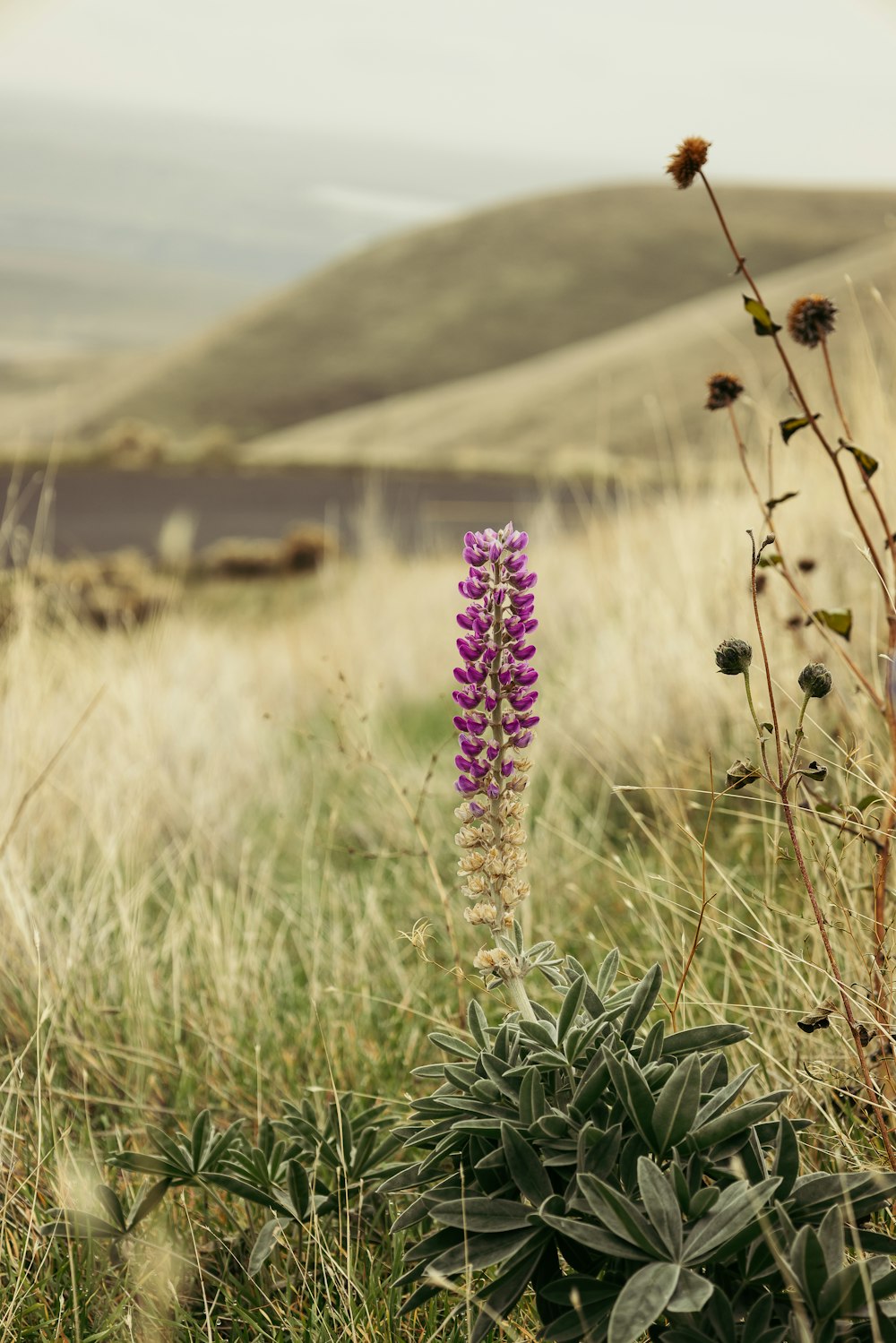 a purple flower in a grassy field with hills in the background