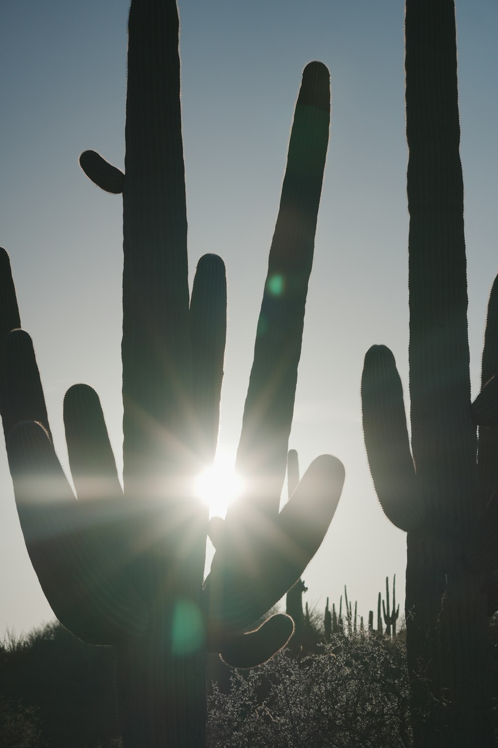 the sun is shining behind a large cactus