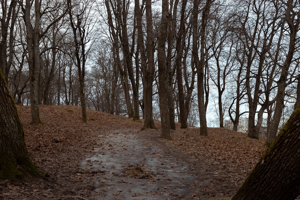 a path in a wooded area with lots of trees