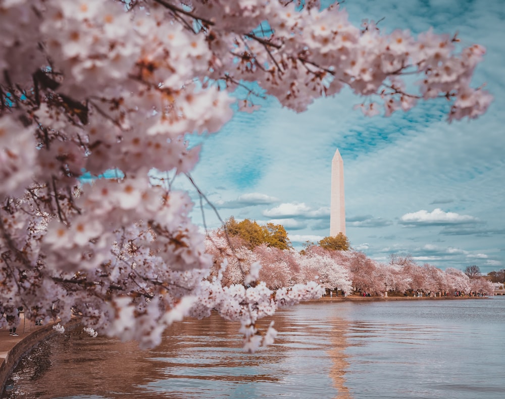 the washington monument is in the background of cherry blossoms