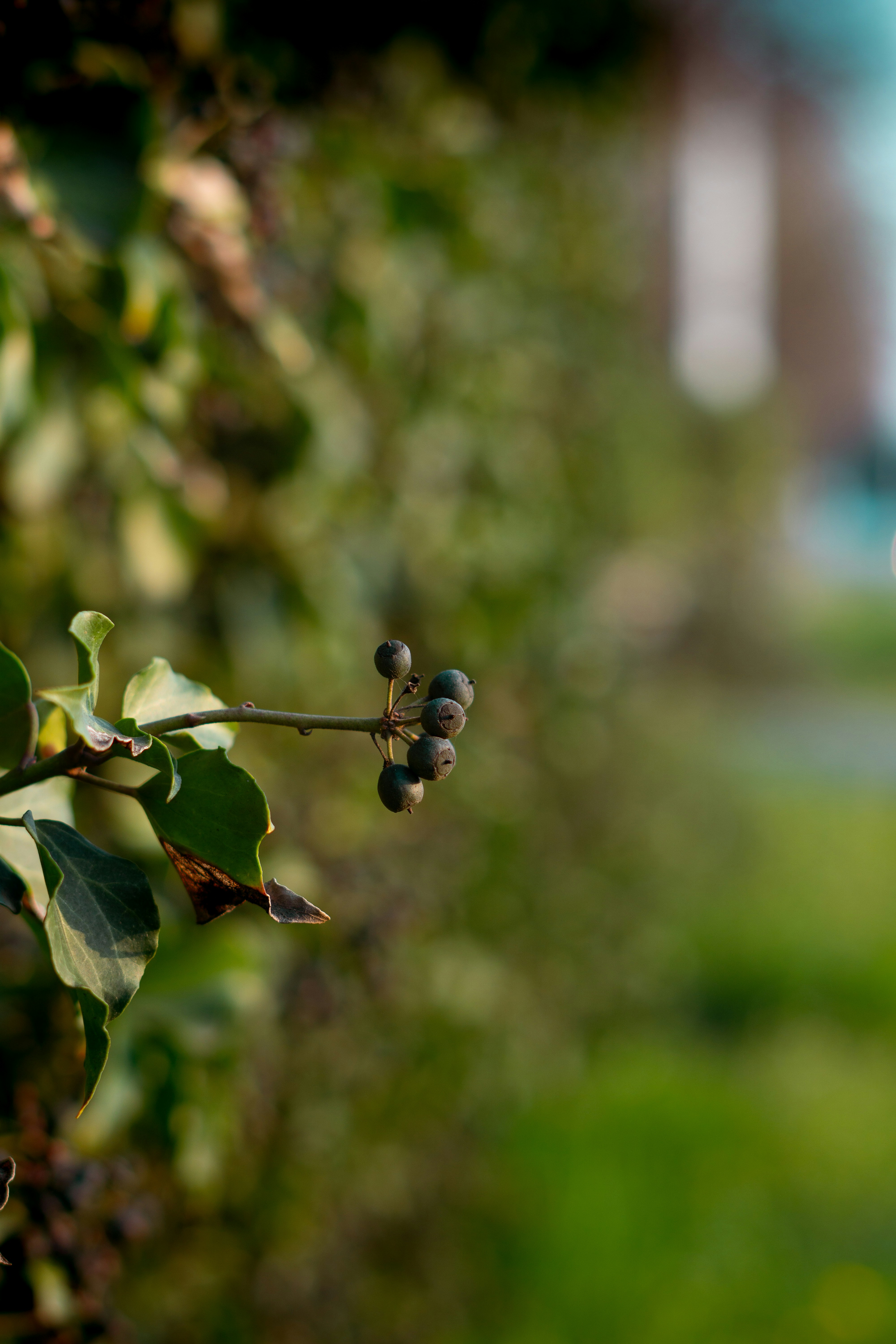 Photo by hardialsingh