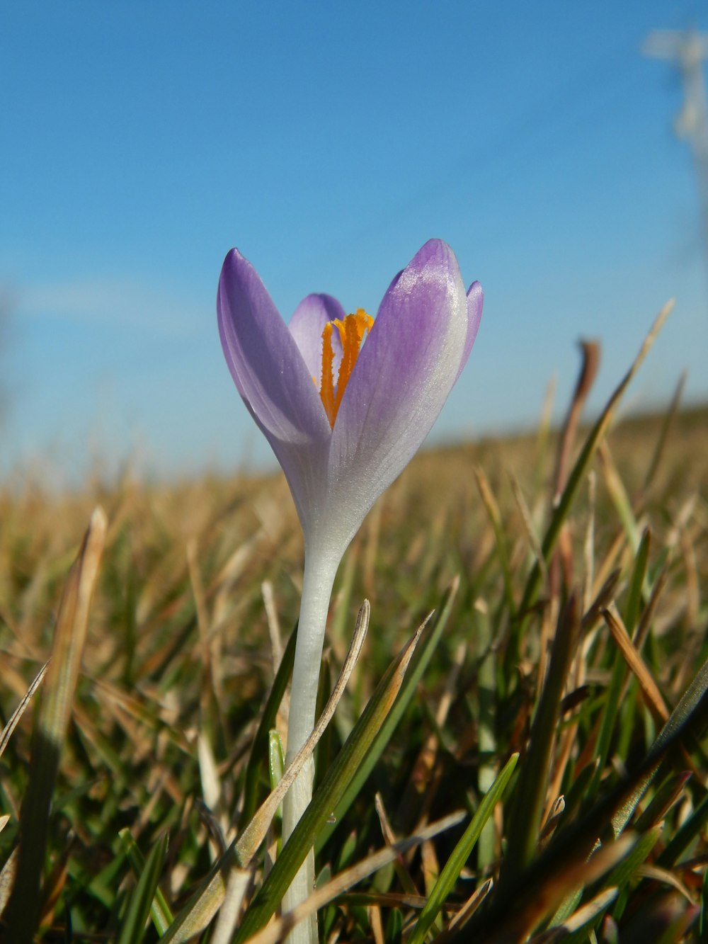 a single purple flower in the middle of a field