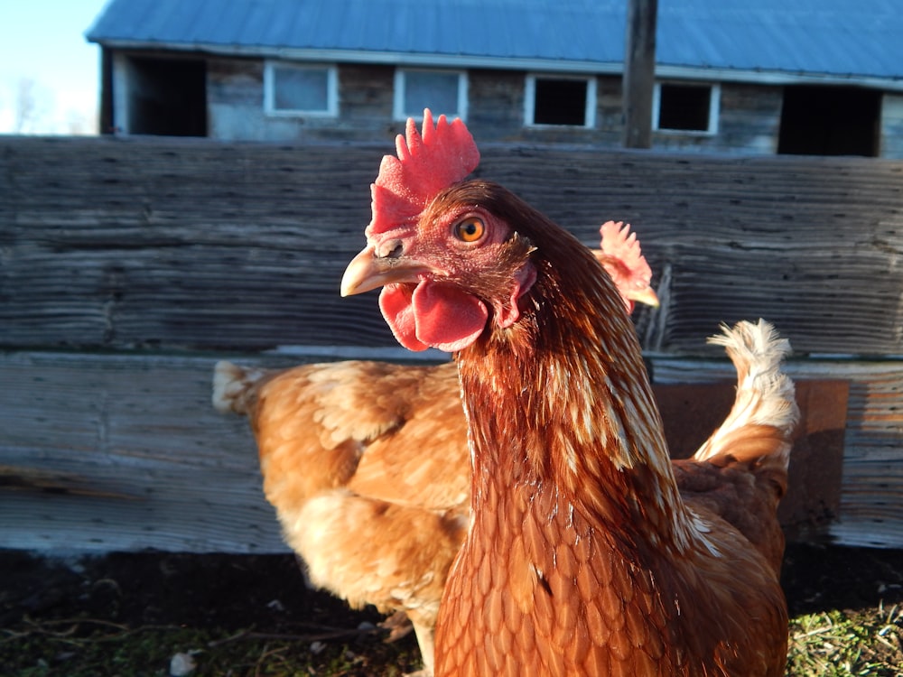 a close up of a chicken near a fence