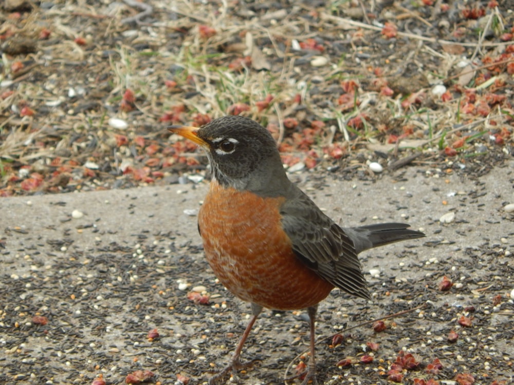 a small bird is standing on the ground