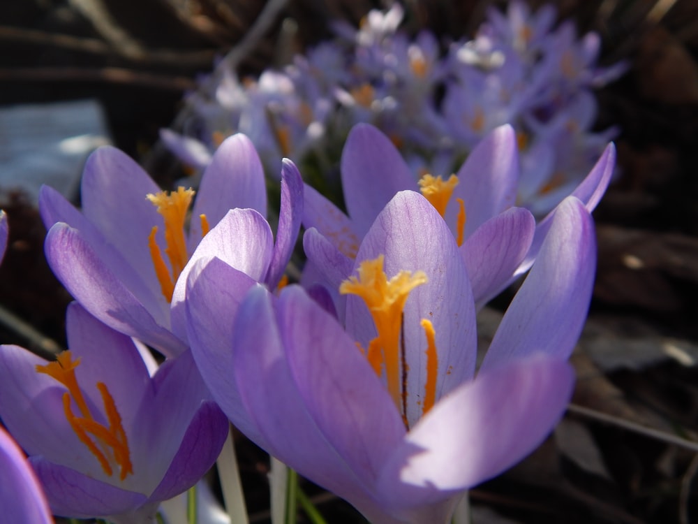a group of purple flowers with orange stamens
