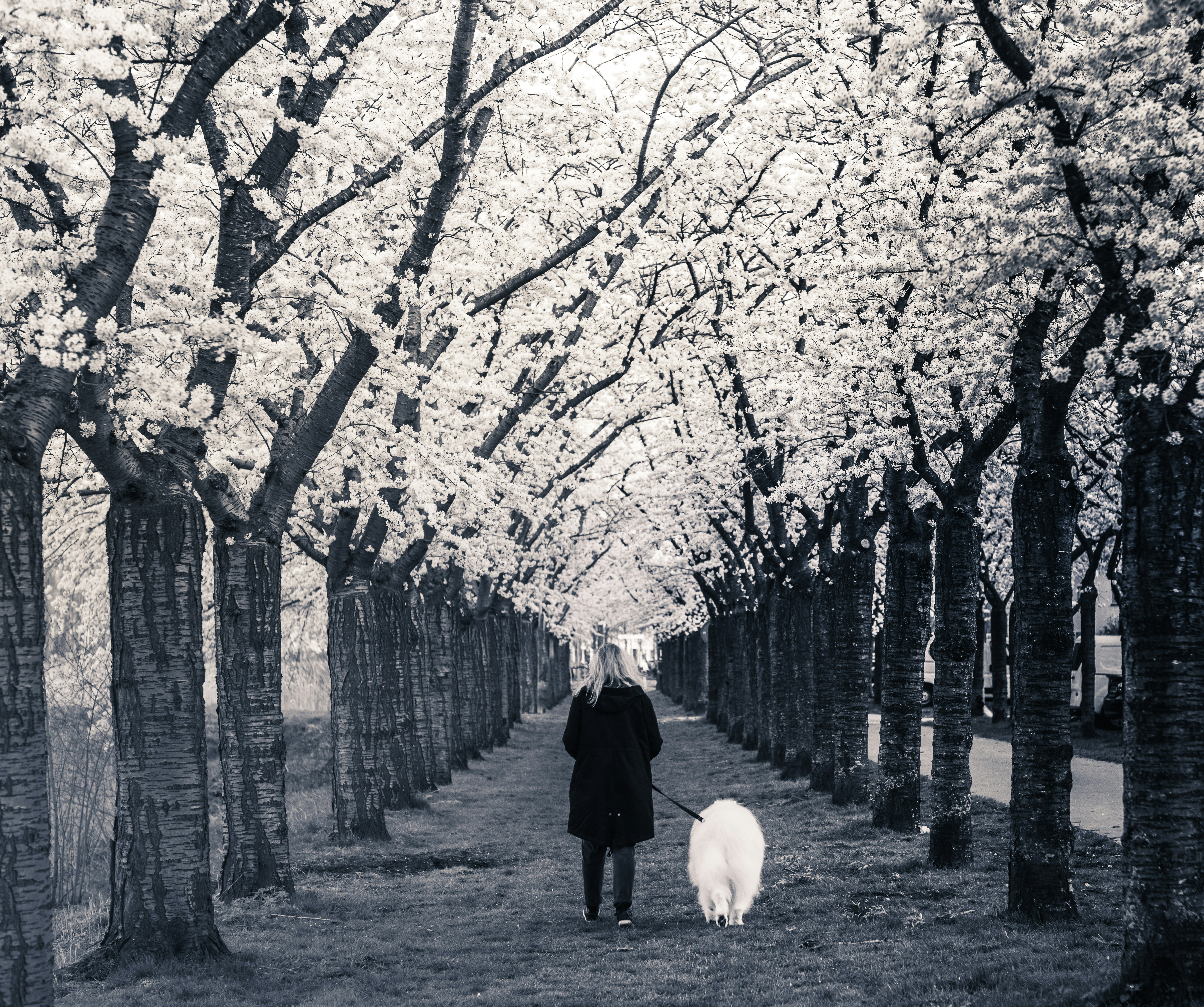 Cherry blossom street Almere in black and white
