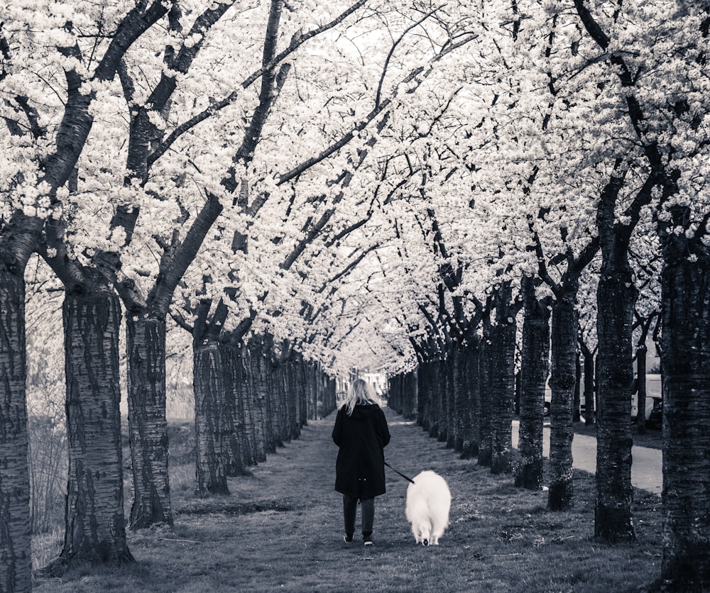 a woman walking a dog down a tree lined road
