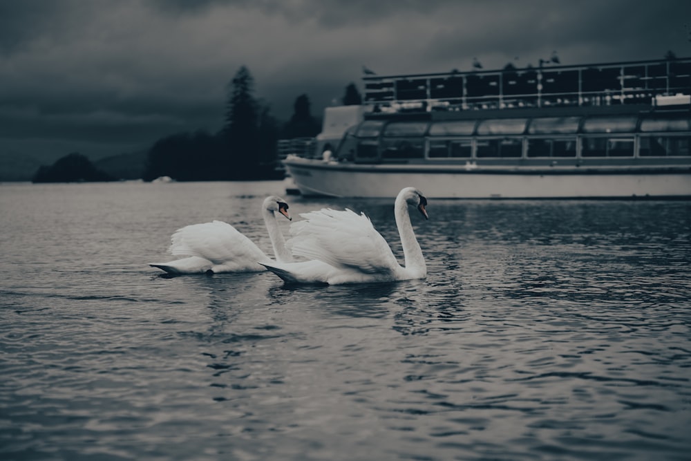 two swans swimming in the water near a boat