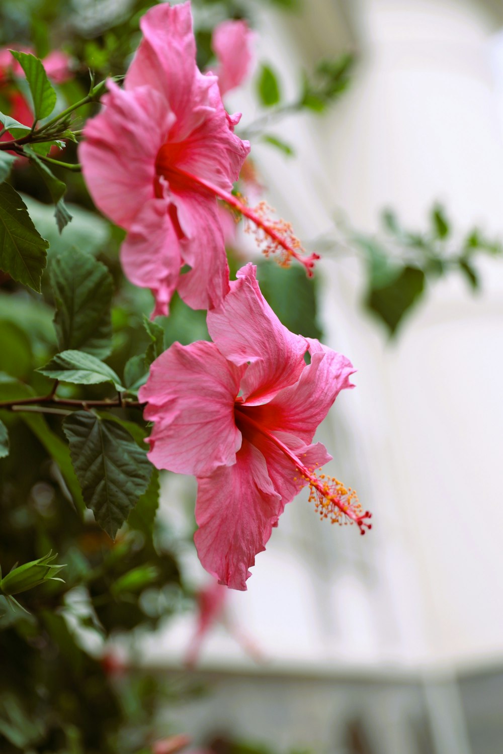 a pink flower with green leaves and a building in the background