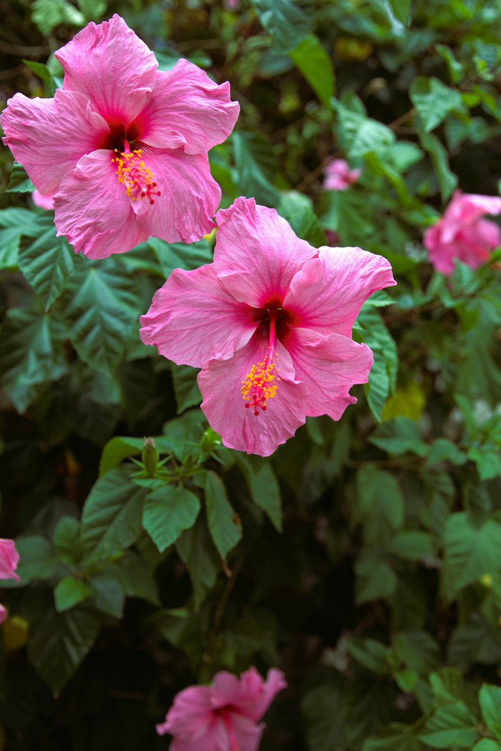 um grupo de flores cor-de-rosa com folhas verdes