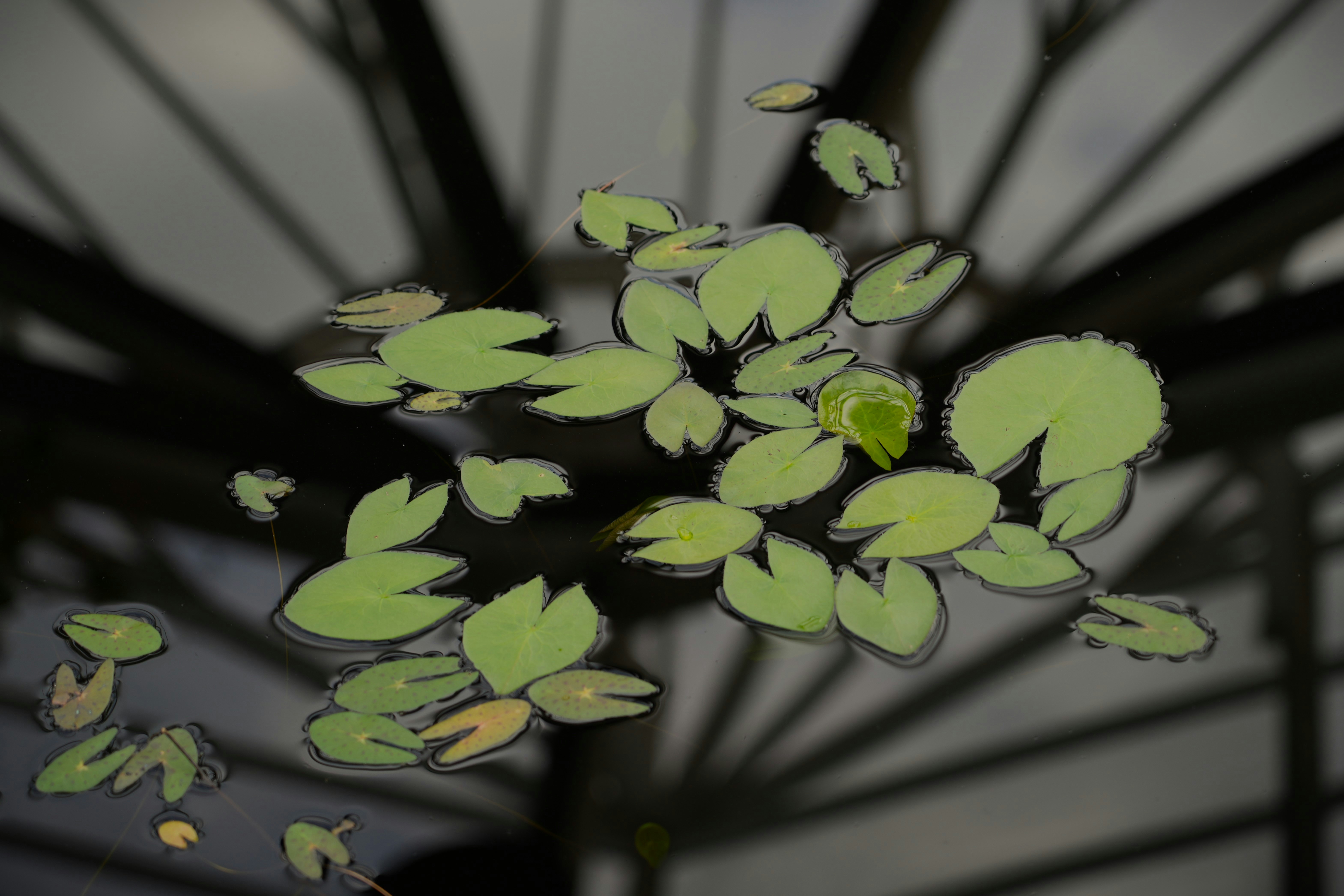 Photo by ievabrinkmane