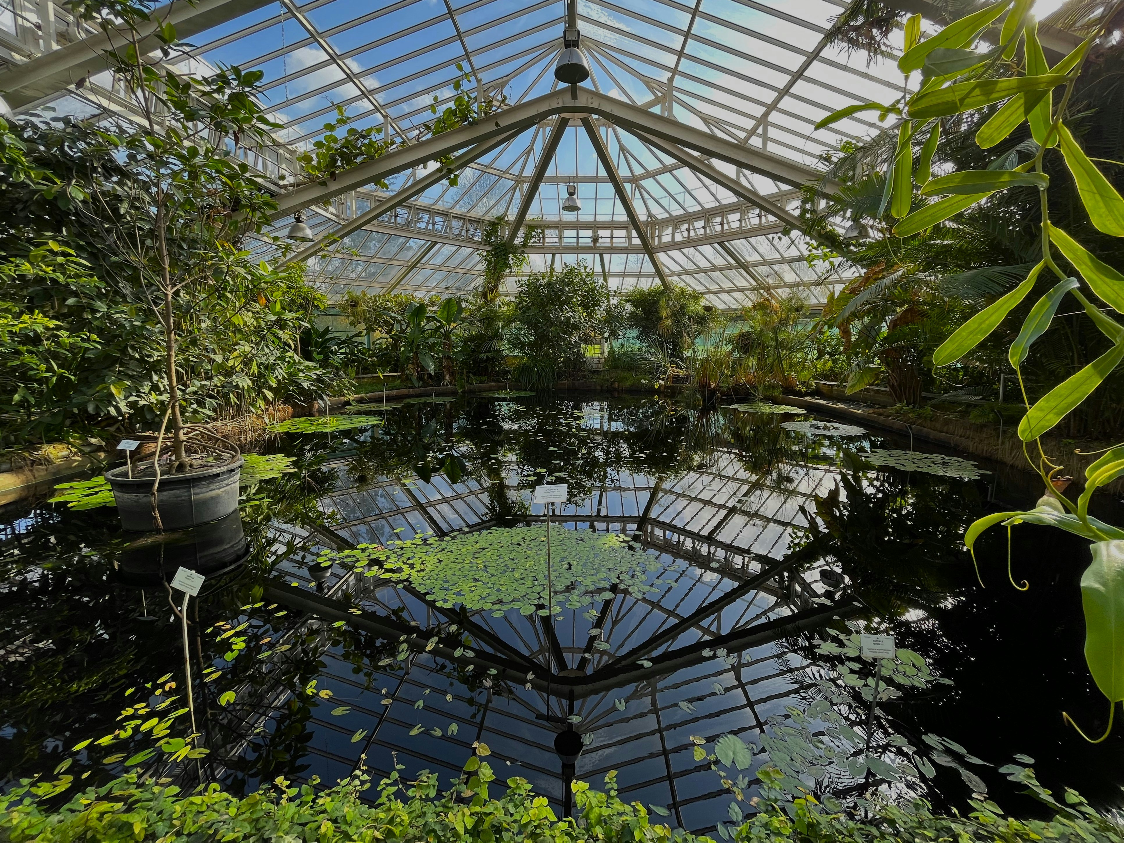 A pond inside of a greenhouse filled with lots of plants photo – Free ...