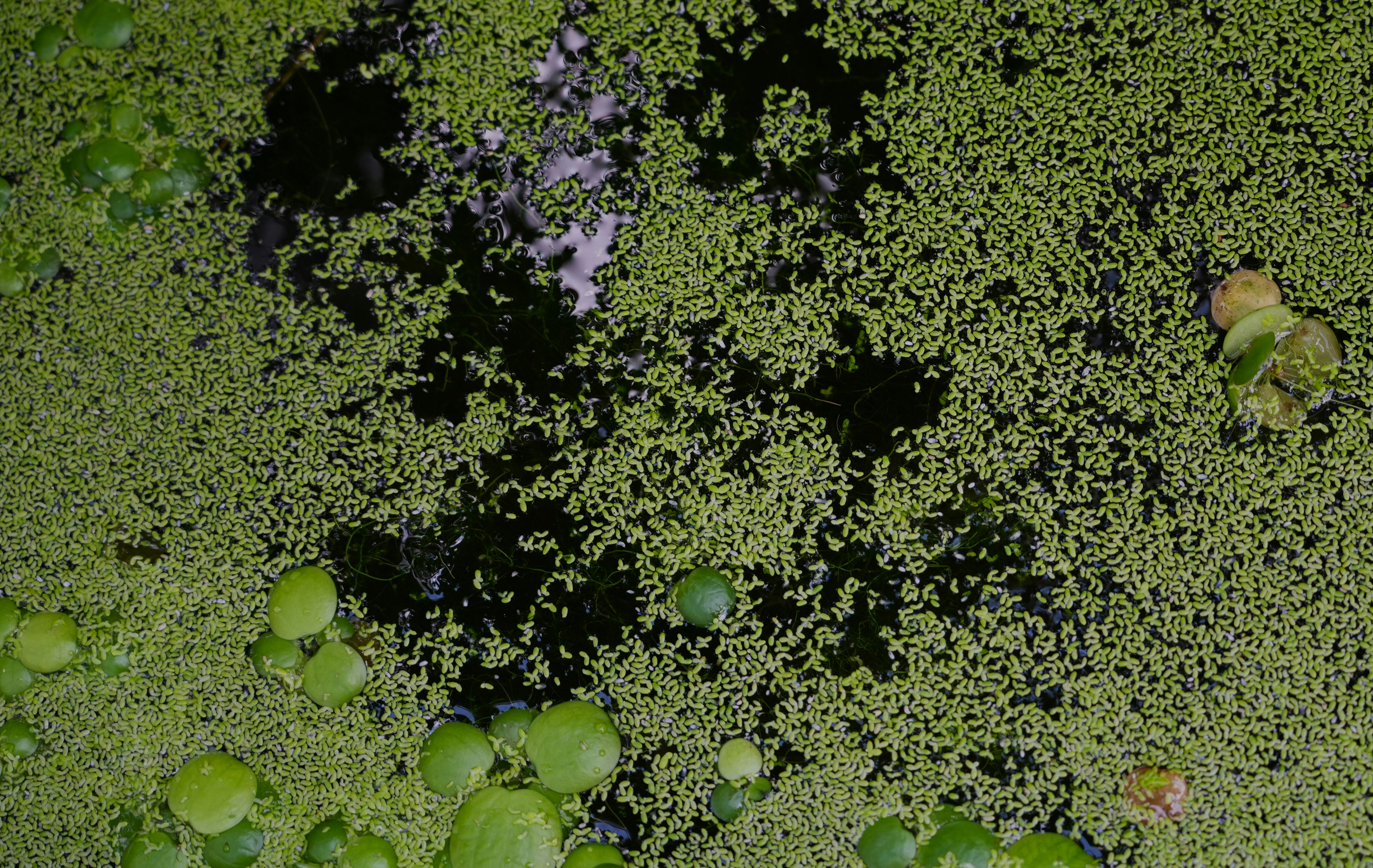 Photo by ievabrinkmane