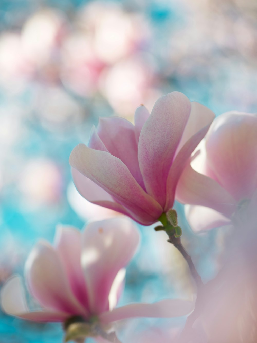 a close up of a pink flower with blurry background