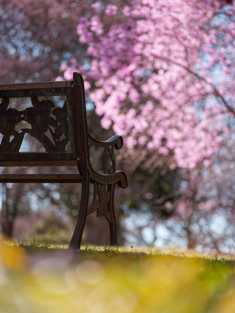 분홍색 꽃이 만발한 나무 앞에 앉아 있는 나무 벤치