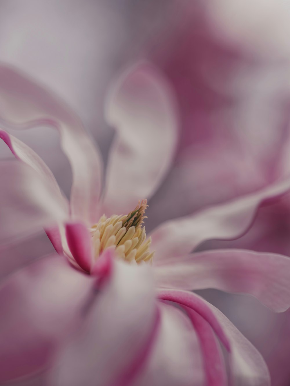 a close up view of a pink flower