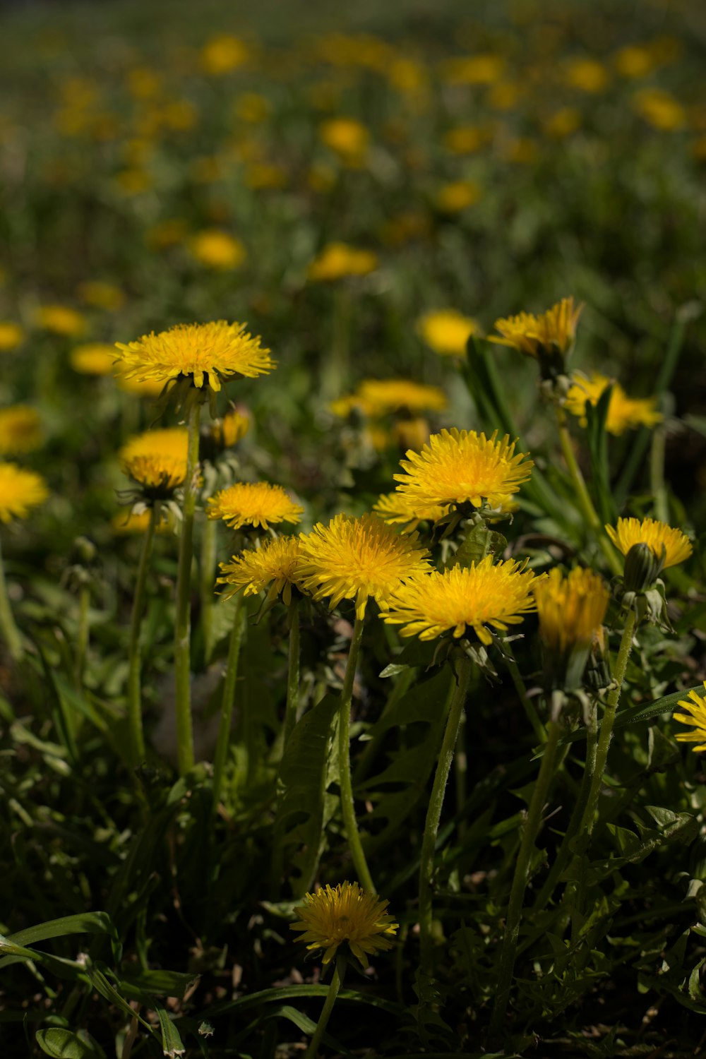 a field full of yellow dandelions in the sun