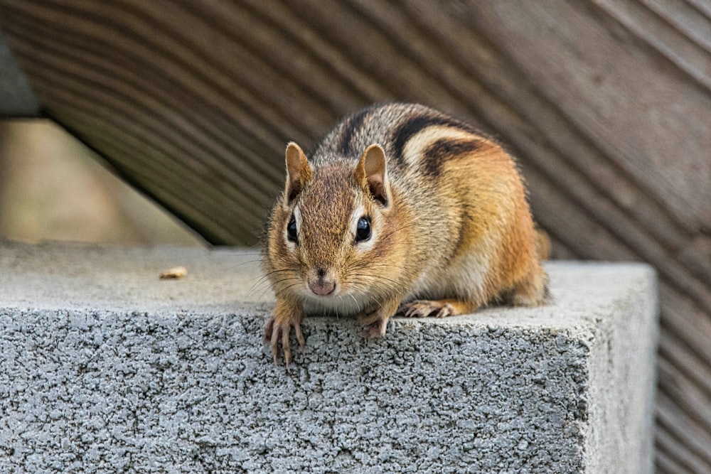 a small chipper sitting on top of a cement block