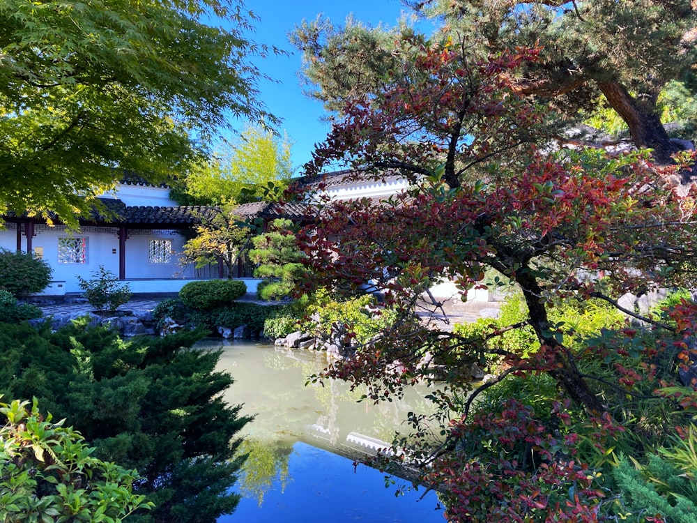 a small pond surrounded by trees and bushes