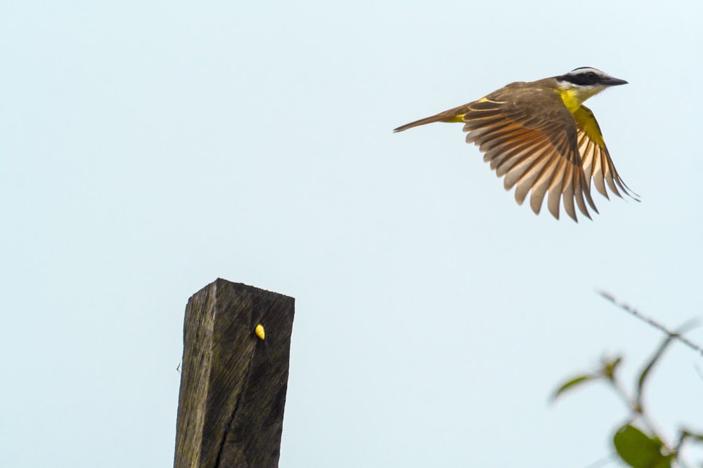 a bird is flying over a wooden post