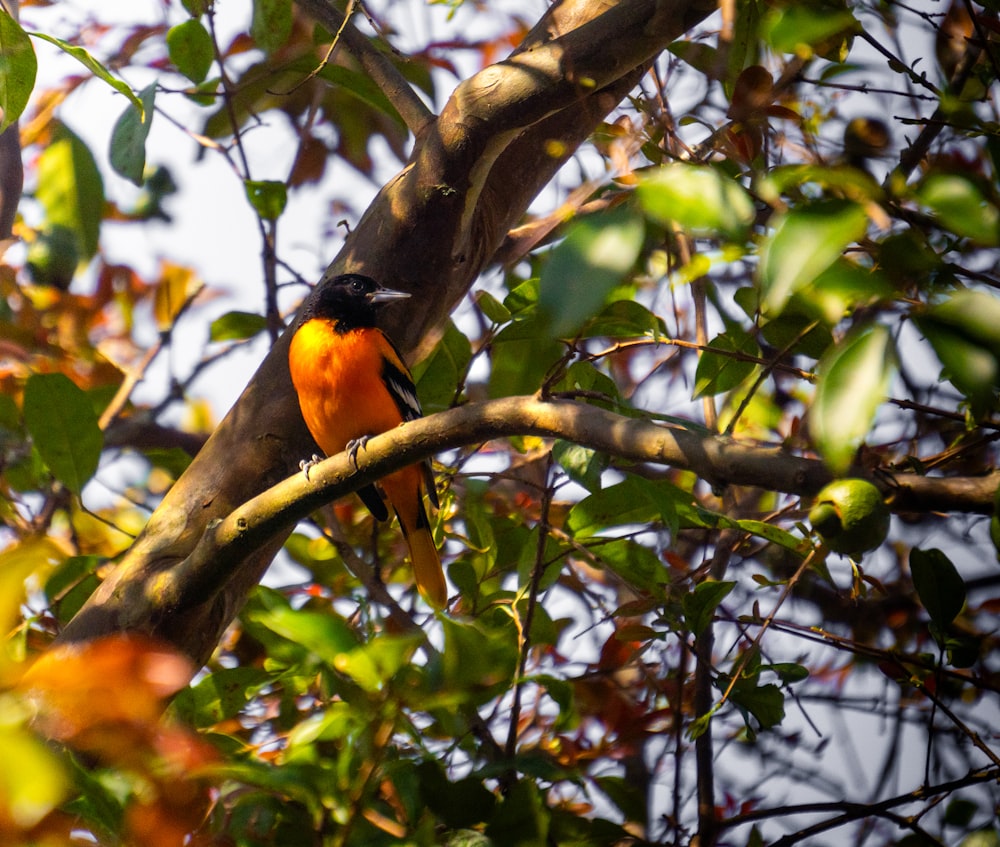 a small bird perched on a tree branch