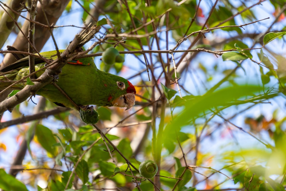 un uccello verde appollaiato in cima a un ramo d'albero