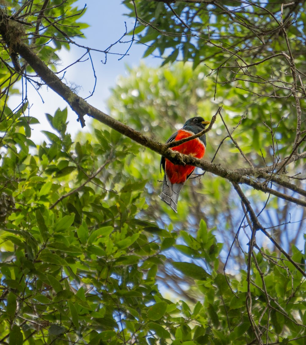 un uccello rosso e nero seduto su un ramo d'albero