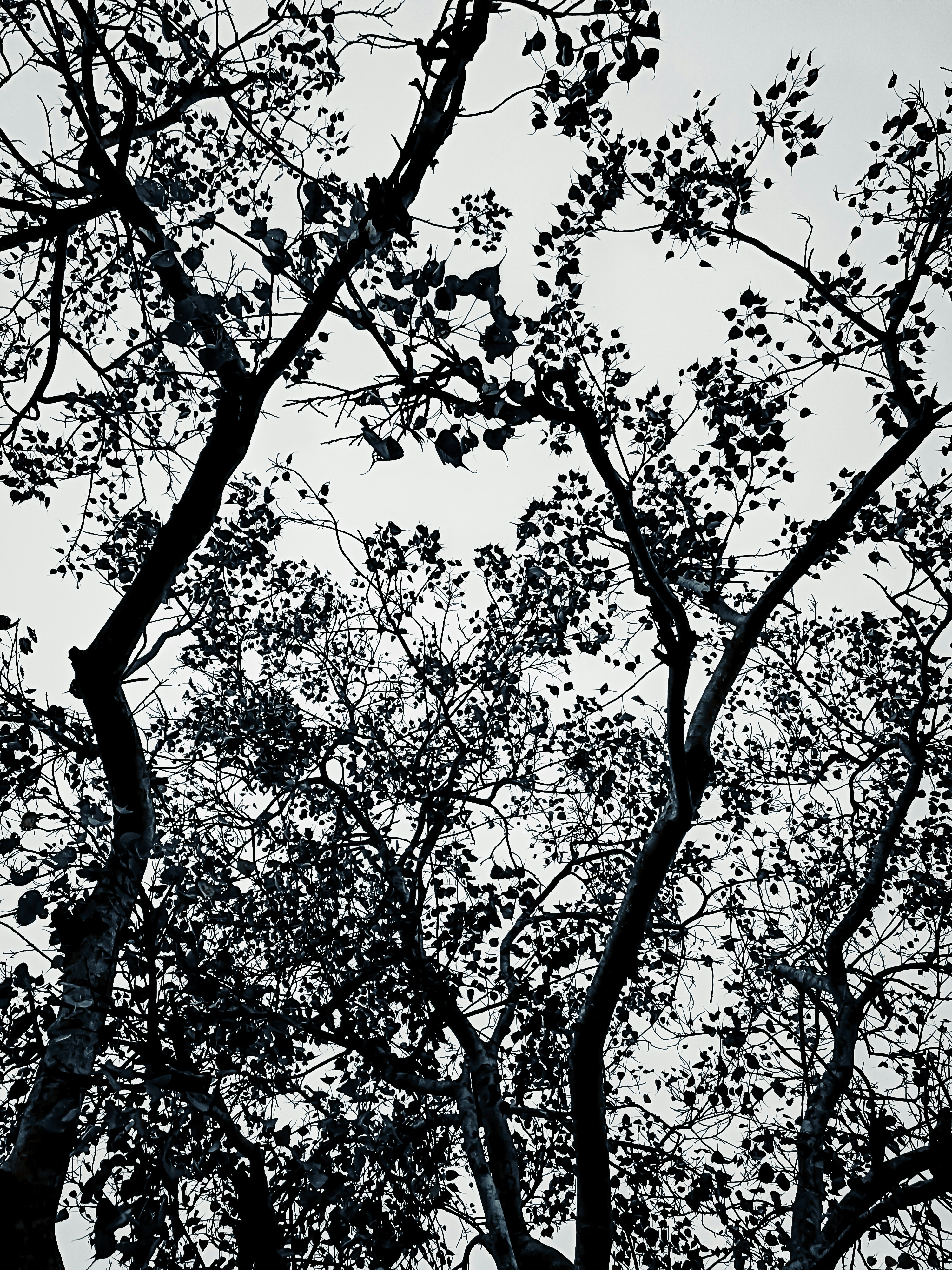 a black and white photo of a tree with no leaves