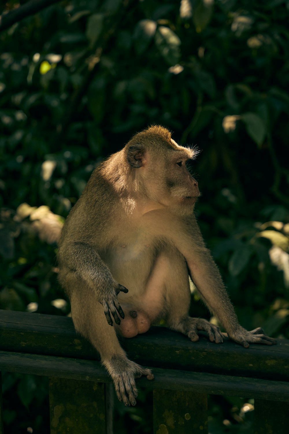 a small monkey sitting on a wooden rail