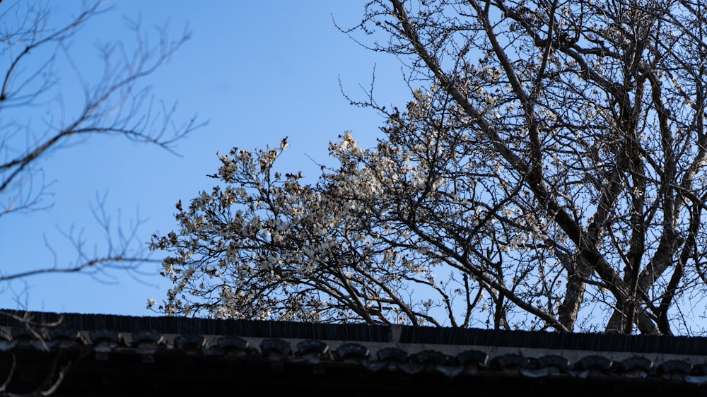 a view of a tree from a roof