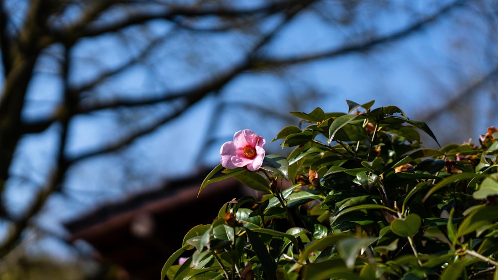 a pink flower is blooming on a tree