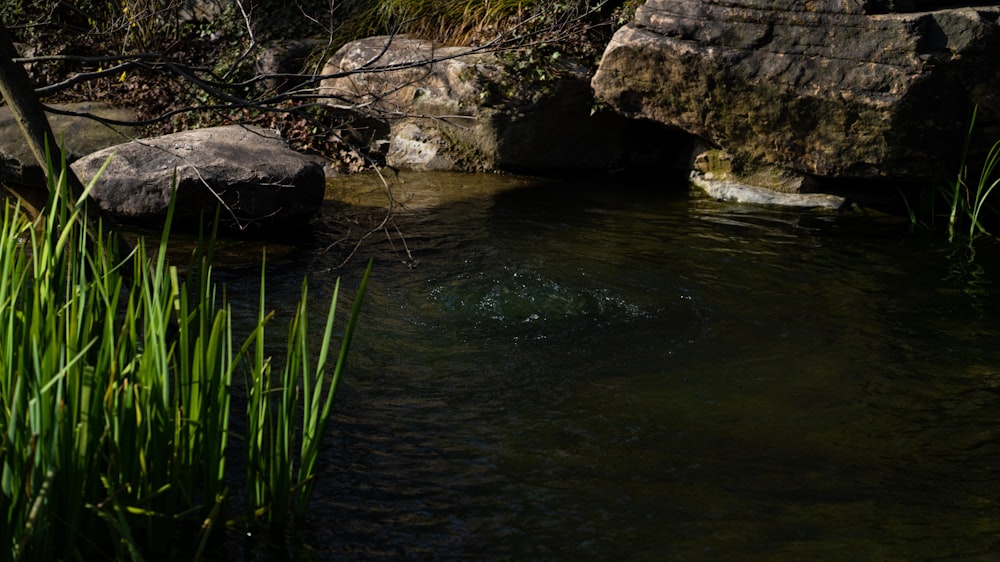 a small pond with rocks and water plants