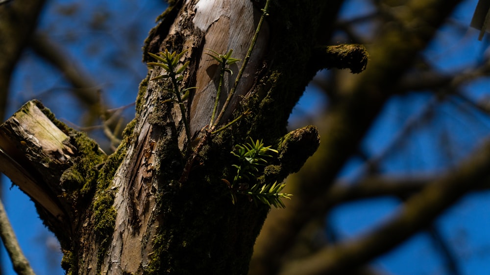 a bird perched on top of a tree branch