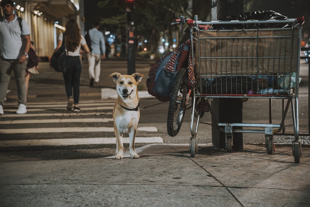 a dog standing on a sidewalk next to a shopping cart