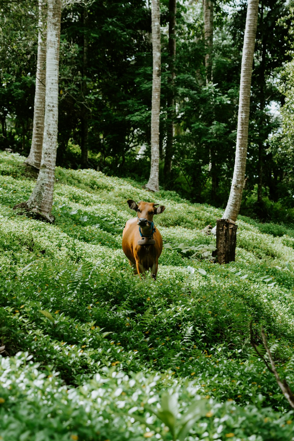 a cow standing in the middle of a lush green forest